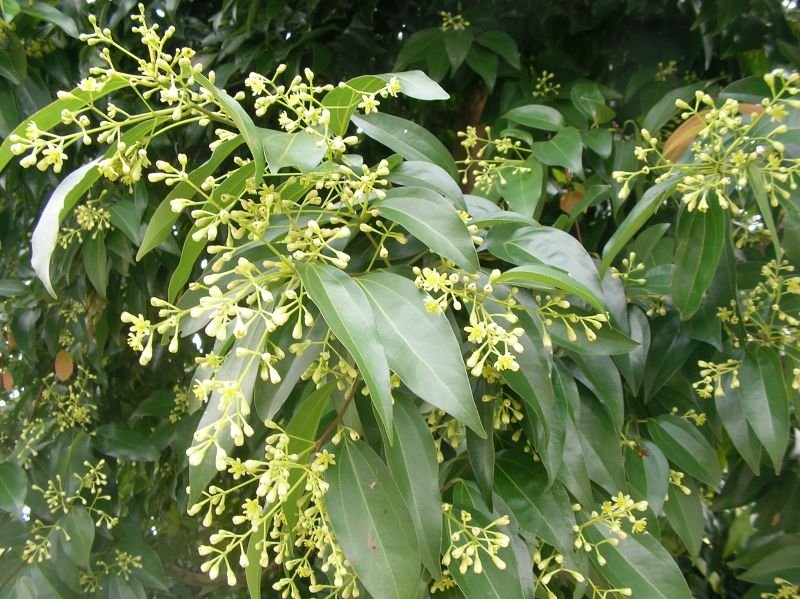 دارچین چینی